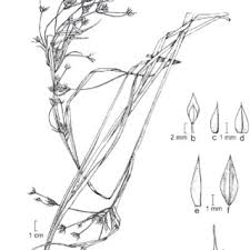 Image result for Rhynchospora gracillima