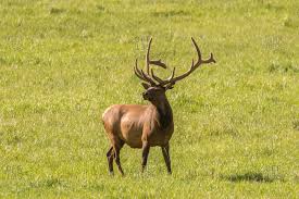 Rocky Mountain Elk Stock Photos Offset Elk rocky mountain elk wapiti wildlife original pencil drawing gifts birthday hunting outdoor.