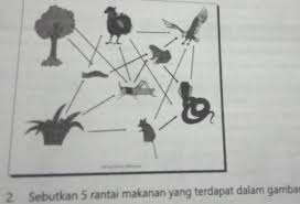 Download rantai makanan di laut gambar rantai makanan di laut terbaru fitoplankton jpg downloaded 440 times 59 kb. Sebutkan 5 Rantai Makanan Yang Terdapat Dalam Gambar Di Atas Brainly Co Id