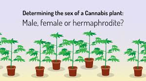 Some acer flowers actually change between male, female and hermaphrodite (and possibly back again) over time, but there's certainly. Identify Male Female And Hermaphrodite Cannabis Plants
