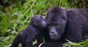 Image result for baby silverback gorilla