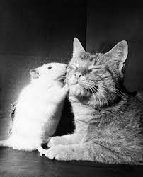 National Geographic Found Cute Rats Animals Animals Friends