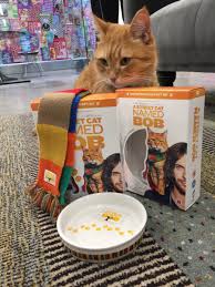 Bob The Street Cat Street Cat Bob Bengal Cat Facts Cats