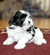 We have two litters of teddybears, males and females available. Bichon Frise And Teddy Bear Puppies Home Facebook