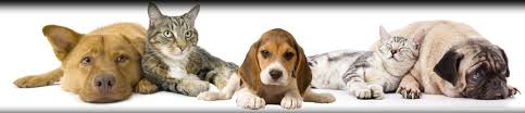 That's why we created complete veterinary care, llc, the one and only pet clinic you'll ever need. Lincoln Park Dog Cat Clinic Chicago Il Home