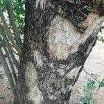 Image result for Xanthocercis zambesiaca