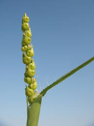 Image result for Anthephora pubescens