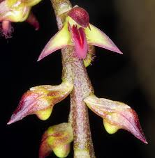 Image result for Bulbophyllum cochleatum