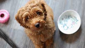 Our australian labradoodles are 3,500. Australian Labradoodle The Ultimate Guide Barking Royalty
