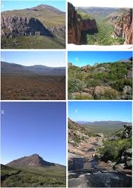 Image result for Hypertelis bowkeriana