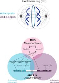 Both ions are transported against the concentration gradient. Frontiers Animal Cell Cytokinesis The Rho Dependent Actomyosin Anilloseptin Contractile Ring As A Membrane Microdomain Gathering Compressing And Sorting Machine Cell And Developmental Biology