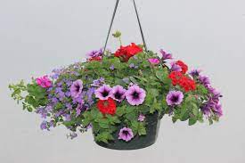 Hanging Basket Perfect For Mother S Day Purple Wave Petunias And Bacopa Wave Petunias Hanging Baskets Petunias