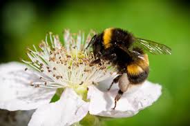 Have you ever wondered what bees like about flowers? 10 Plants To Get Bees Buzzing In Your Garden Thrive