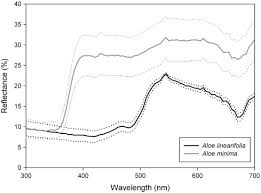 Image result for Aloe welwitschii