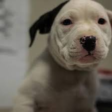 Maybe you would like to learn more about one of these? 15 Adorable Pups Currently Up For Adoption At The Cleveland Apl Scene And Heard Scene S News Blog