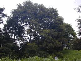 Image result for Ateleia herbert-smithii