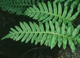 Image result for Polyporus pendulus