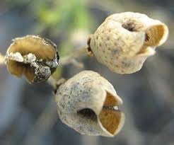 Image result for Thamnosma rhodesica