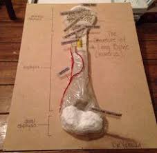 Free 3d bone models for download, files in 3ds, max, c4d, maya, blend, obj, fbx with low poly, animated, rigged, game, and vr options. 35 Biology School Project Ideas Biology Science Biology Homeschool Science