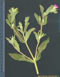 Image result for Epilobium hirsutum