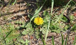 たんぽぽの花言葉 花が咲く時期や季節 別名のツヅミグサの意味は Horti ホルティ By Greensnap