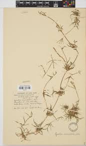 Image result for Cynodon incompletus