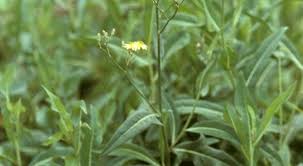 Image result for Launaea cornuta