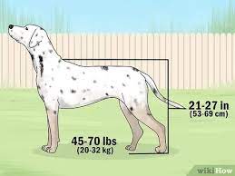 Welcome to the newly formed leopard hound parent club for akc! 3 Ways To Identify An American Leopard Hound Wikihow Pet