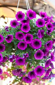 How To Keep Your Wave Petunias Blooming And Booming In 2020 Wave Petunias Petunia Plant Annual Flowers