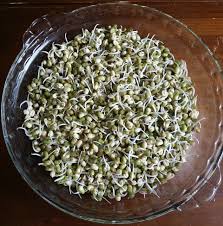 How to Sprout Beans, Grains and Seeds