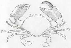 The bottom of the body has two slight curves on the sides with a downward bump in between them. How To Draw Crab In Pencil