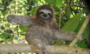 Rare animals funny animals wild animals photoshopped animals foto fantasy animal mashups zebras photo manipulation animals beautiful. 10 Weird Animals And Where To See Them