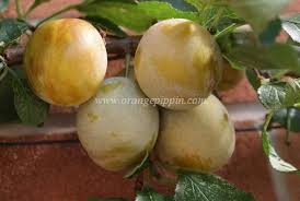 Résultat de recherche d'images pour "early transparent gage"