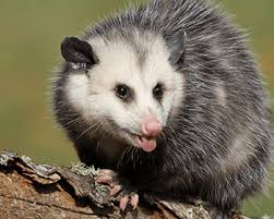 Connecticut department of energy & environmental protection wildlife division. 5 Things You Didn T Know About Opossums Wildlife Control