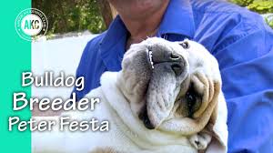 3 english bulldogs for sale 9 weeks old ready to go ! I Am A Breeder Peter Festa Bulldogs Youtube