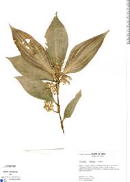 Image result for Floscopa africana