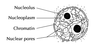 Check spelling or type a new query. Notes Of Ch 5 The Fundamental Unit Of Life Class 9th Science