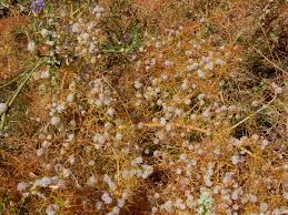 Image result for Cuscuta approximata