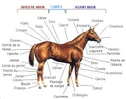 Galop 1 Anatomie Du Cheval Cheval Galop 1