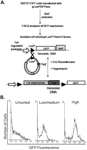 We did not find results for: Generation Of Cell Lines To Complement Adenovirus Vectors Using Recombination Mediated Cassette Exchange Bmc Biotechnology Full Text