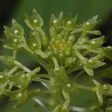 Image result for Malaxis