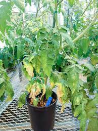 Image result for tomato seedling fusarium wilt