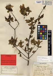 Image result for Strophanthus welwitschii