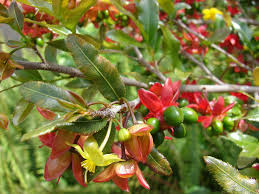 Image result for Ochna dolicharthros