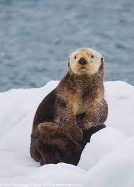 Sea Otter Photos Sea Otter Otters Baby Sea Otters