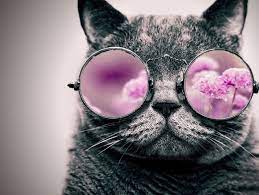Cool Cat Cool Cats Animal Art Cats