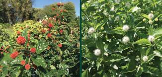 Commonly found in nurseries and garden centers sold under the name sugar shack. Sugar Shack Buttonbush Knowledgebase Johnson S Nursery