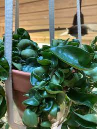 Hoya compacta 'regalis' is an attractive variegated succulent with fleshy, curled dark green foliage edged in creamy white. Hoya Compacta 7 Great Growing Tips For Hindu Rope Plant