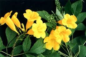 Image result for Bignoniaceae