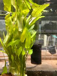 Image result for Aponogeton